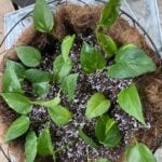 Where to Cut Pothos to Propagate-Simple Steps With Pictures where-to-cut-pothos-to-propagate