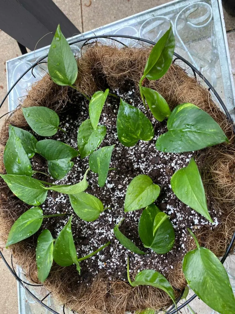 where-to-cut-pothos-to-propagate