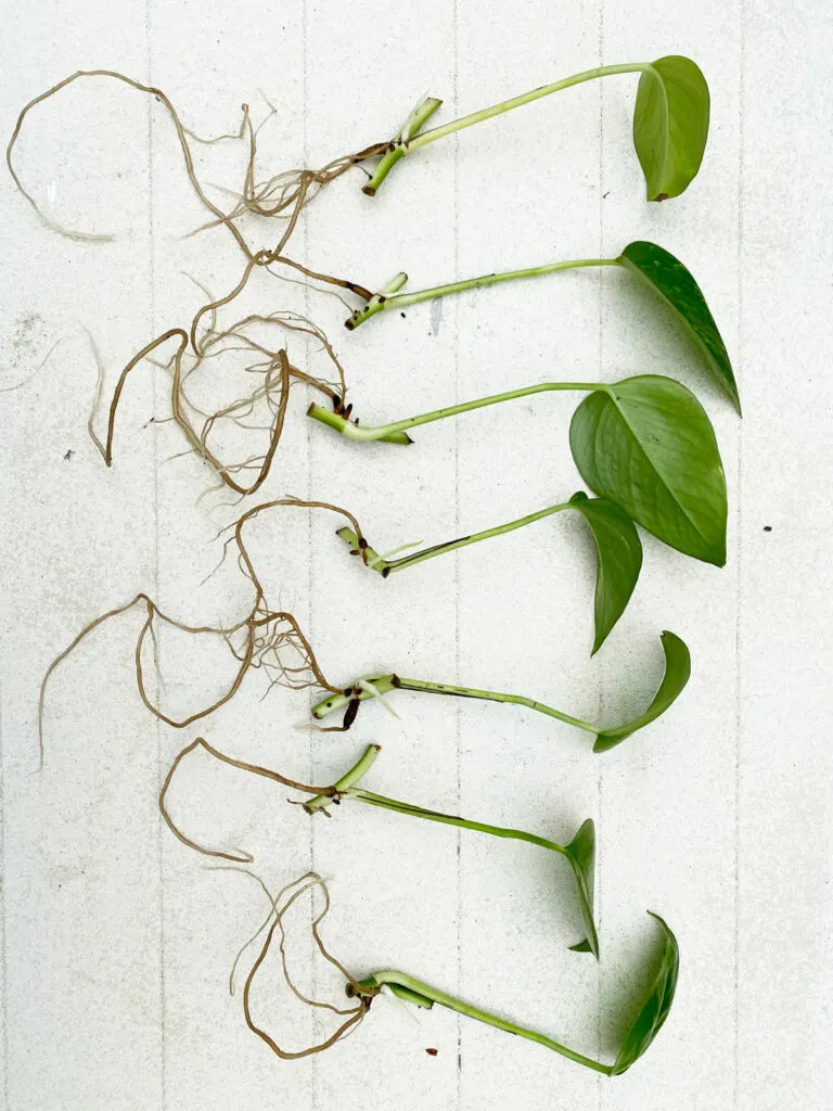 where-to-cut-pothos-to-propagate