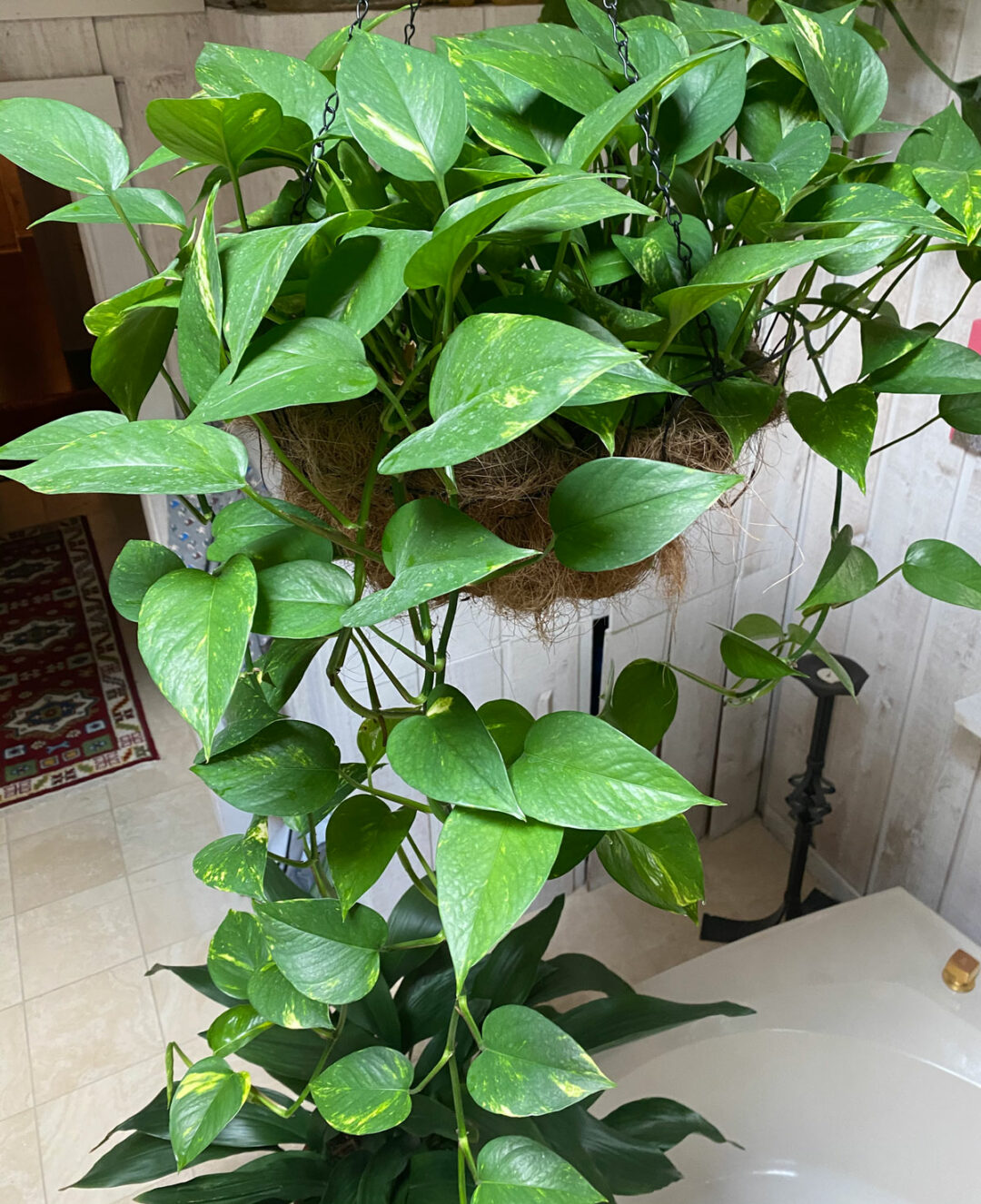 13 Beautiful Indoor Hanging Plants That Don't Need Sun