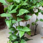 13 Beautiful Indoor Hanging Plants That Don't Need Sun where-to-cut-pothos-to-propagate