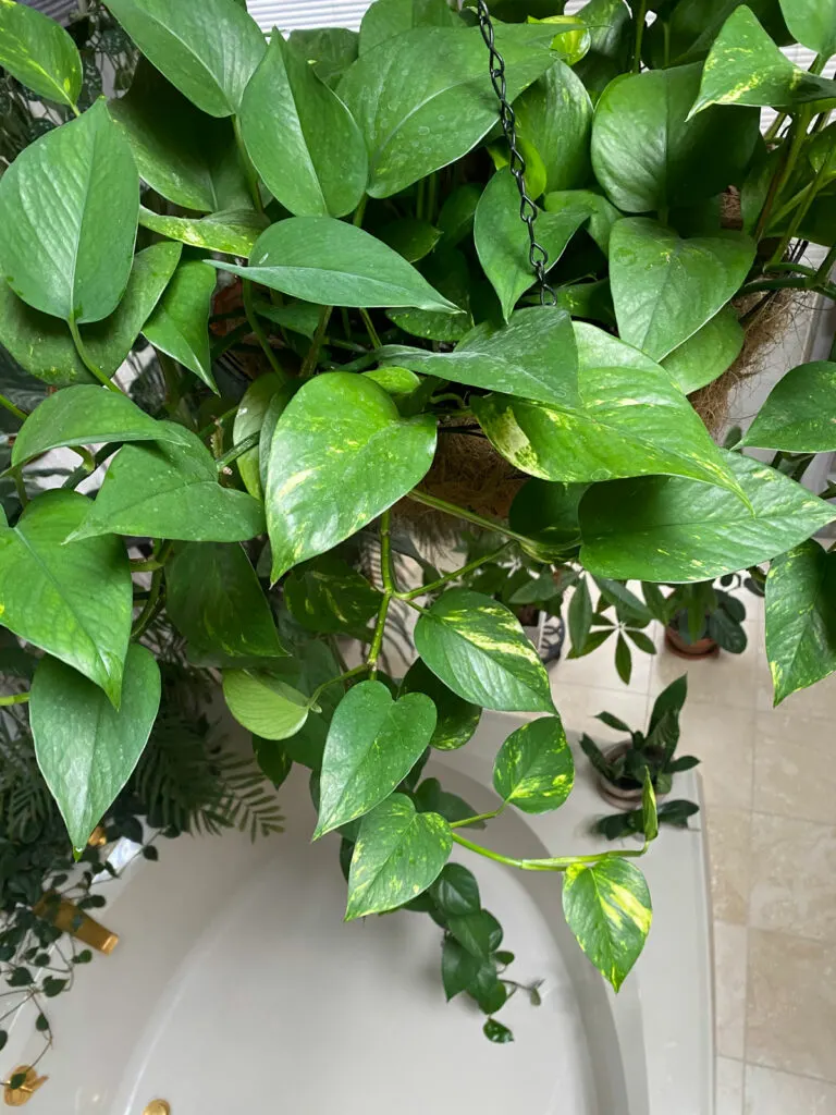 where-to-cut-pothos-to-propagate