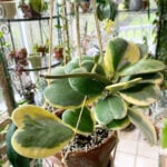 10 Best Hoyas For Beginners: Here Are The Easiest to Grow best-hoyas-for-beginners