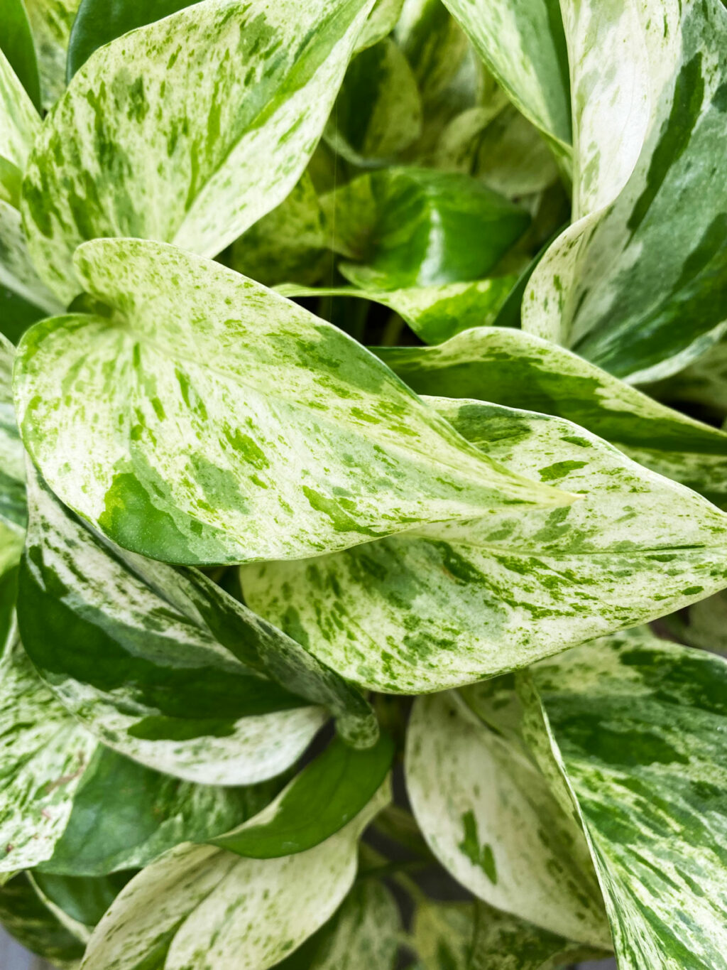 Marble Queen Pothos The Indispensable Care Guide