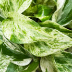 Marble Queen Pothos: The Indispensable Care Guide marble-queen-pothos