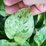marble-queen-pothos-featured