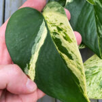 marble-queen-pothos-featured