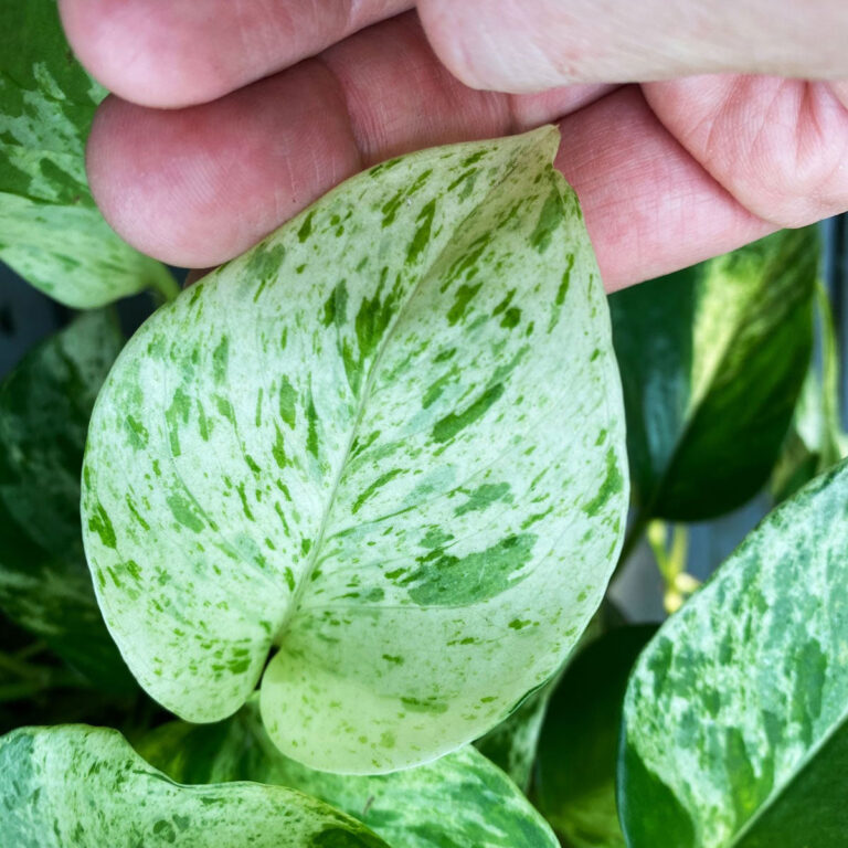 Marble Queen Pothos:  The Indispensable Care Guide