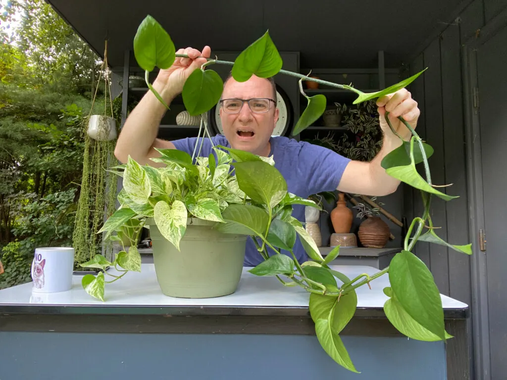 marble-queen-pothos-losing-variegation