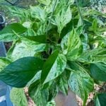 Marble Queen Pothos Losing Variegation? Here Are 2 Fixes! marble-queen-pothos-losing-variegation