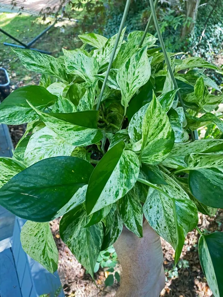 marble-queen-pothos-losing-variegation