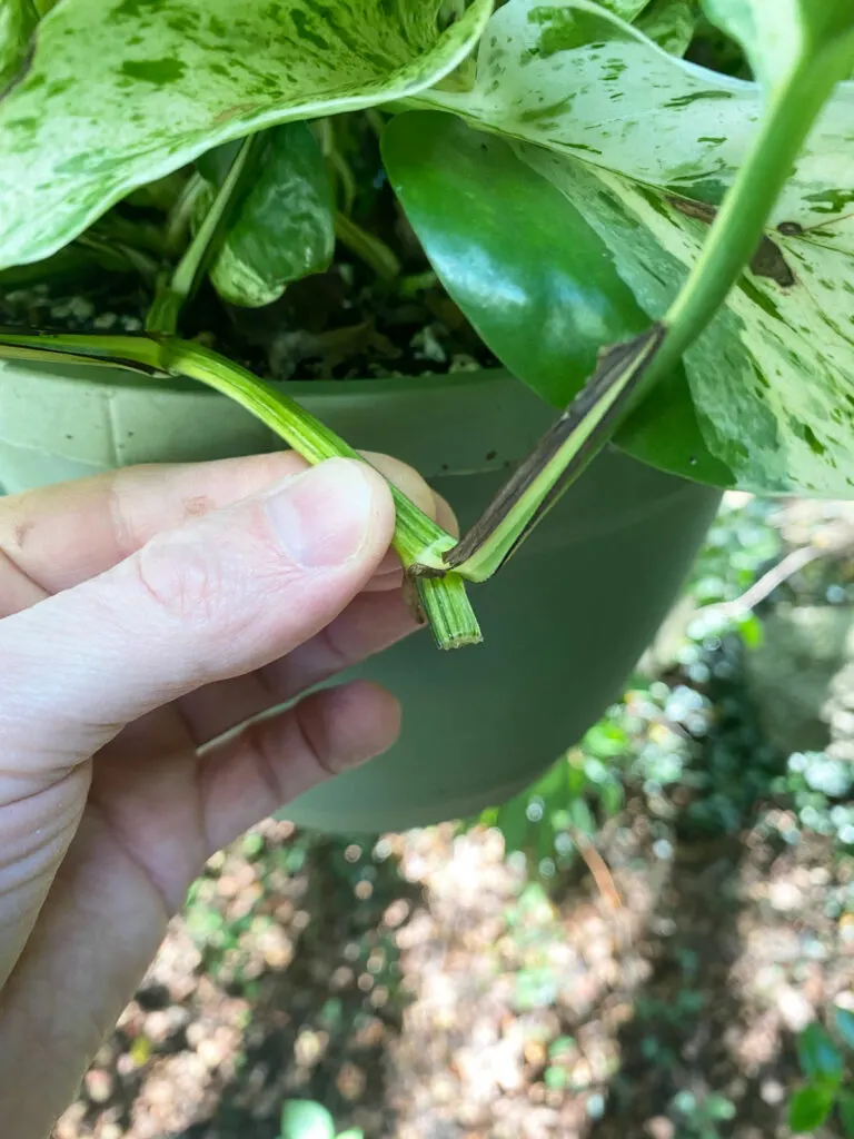 marble-queen-pothos-losing-variegation