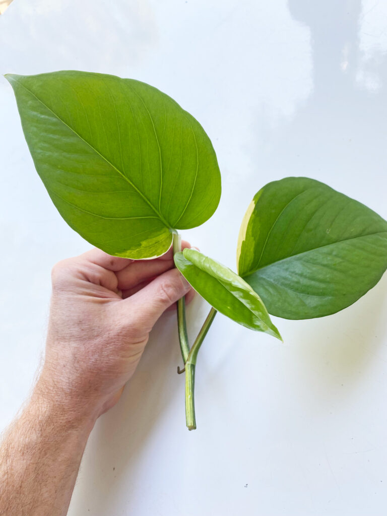 marble-queen-pothos-losing-variegation