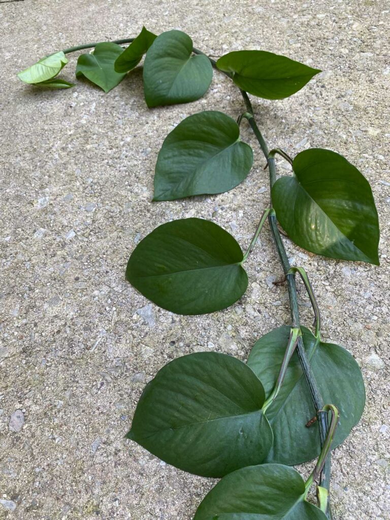 marble-queen-pothos-losing-variegation