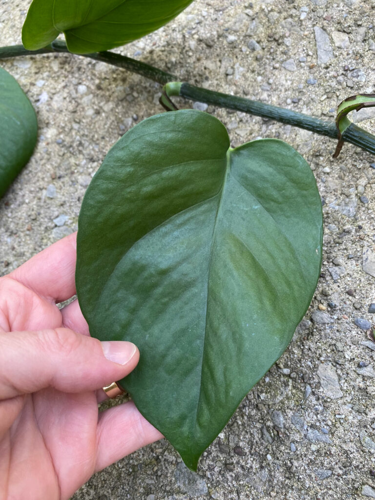 marble-queen-pothos-losing-variegation