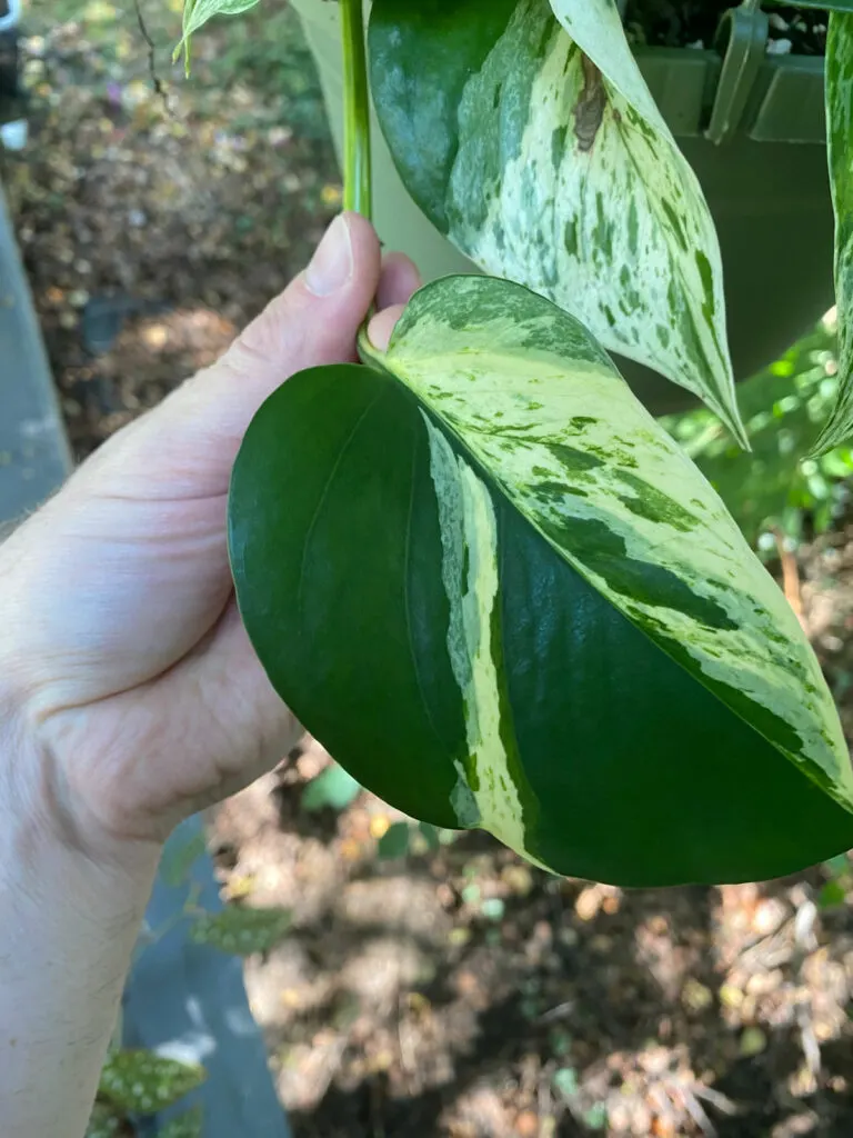 marble-queen-pothos-losing-variegation