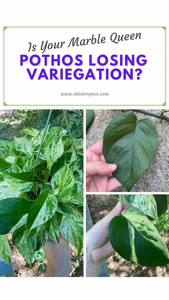 marble-queen-pothos-losing-variegation