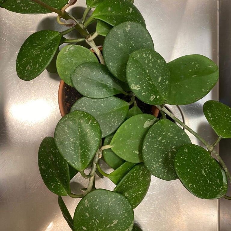 10 Best Hoyas For Beginners:  Here Are The Easiest to Grow