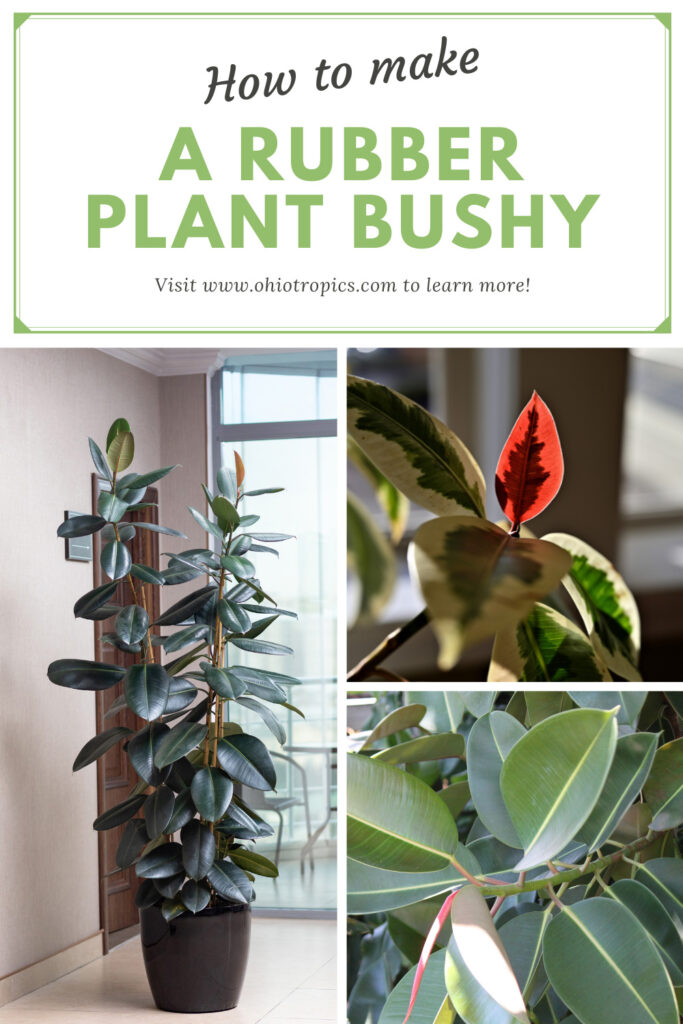 streepje Vet helling How to Make a Rubber Plant Bushy-3 Tips to Prune for Success