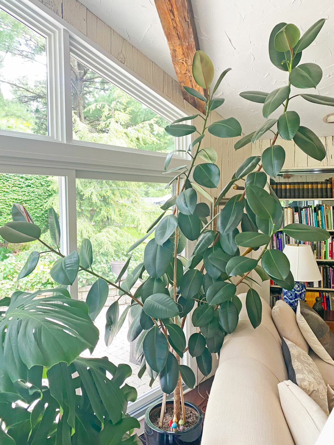 How To Make A Rubber Plant Bushy 3 Tips To Prune For Success how-to-make-a-rubber-plant-bushy-3-tips-to-prune-for-success