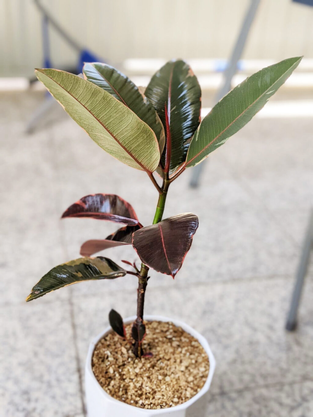 How to Make a Rubber Plant Bushy3 Tips to Prune for Success