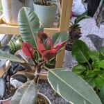 How to Make a Rubber Plant Bushy-3 Tips to Prune for Success how-to-make-rubber-plant-bushy