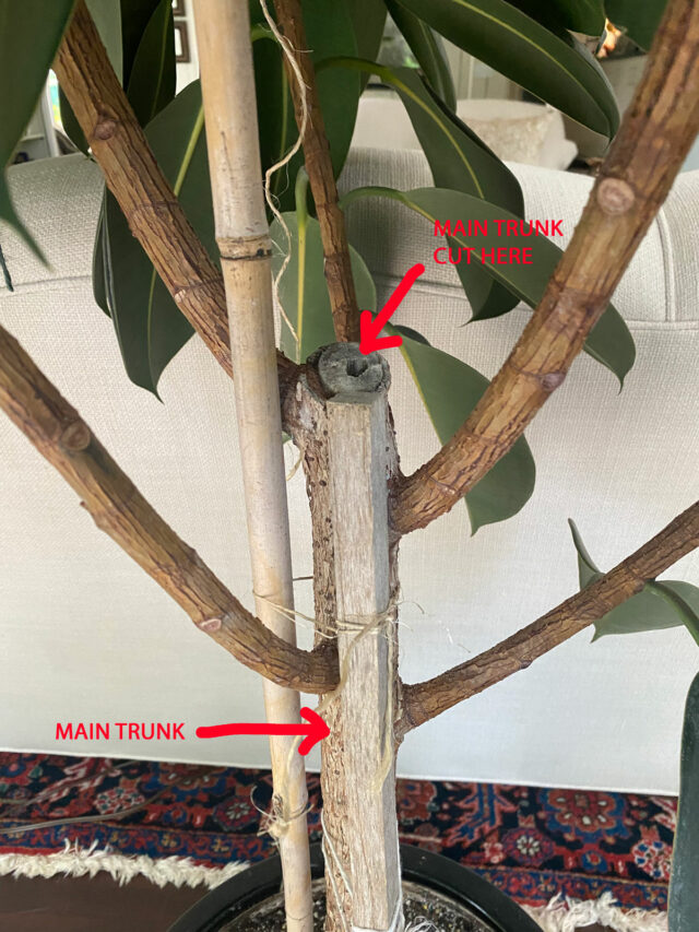 How to Make a Rubber Plant Bushy3 Tips to Prune for Success