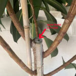 rubber-plant-bushy-featured