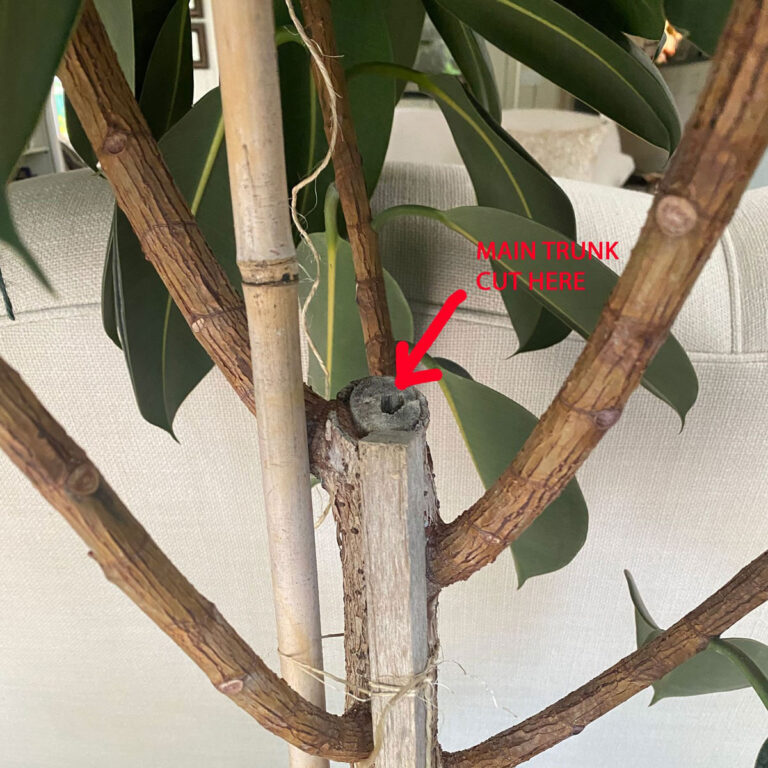 How to Make a Rubber Plant Bushy-3 Tips to Prune for Success