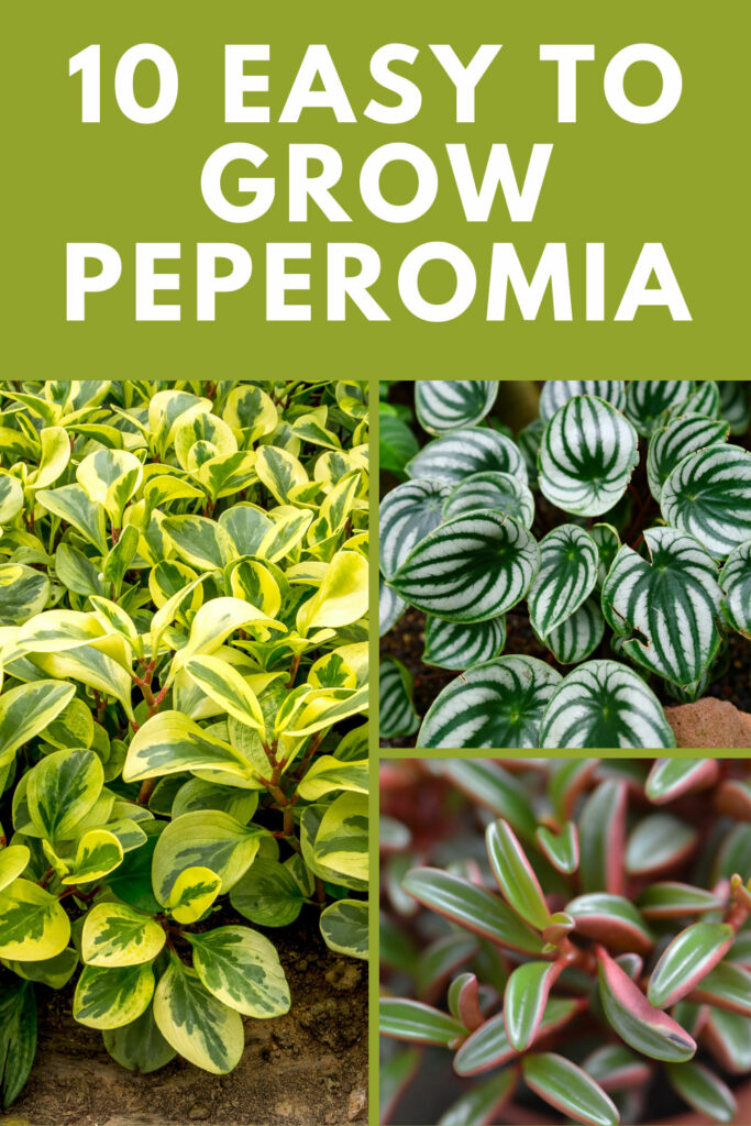 Easy-to-grow-Peperomia
