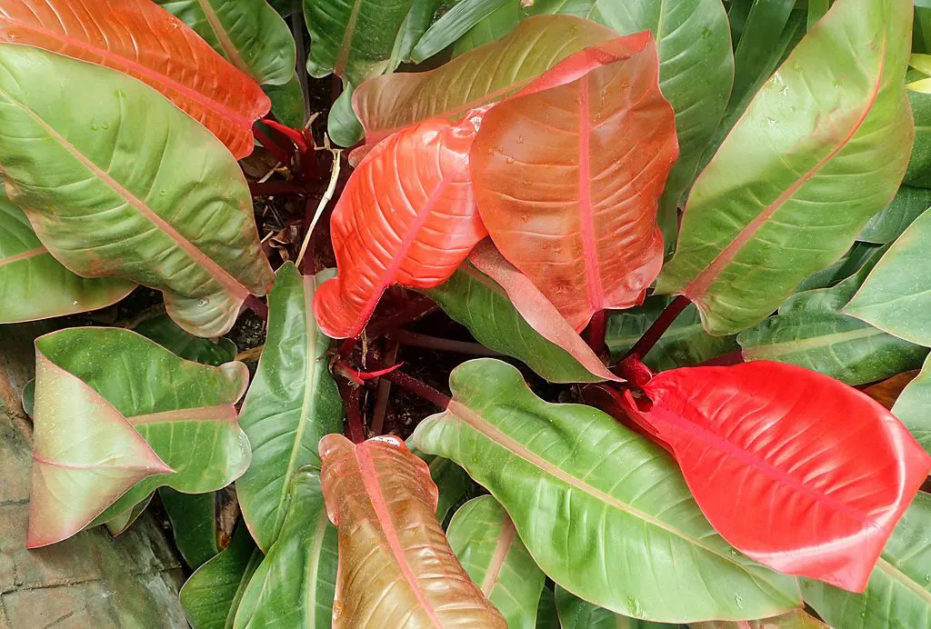 Philodendron-Prince-of-Orange