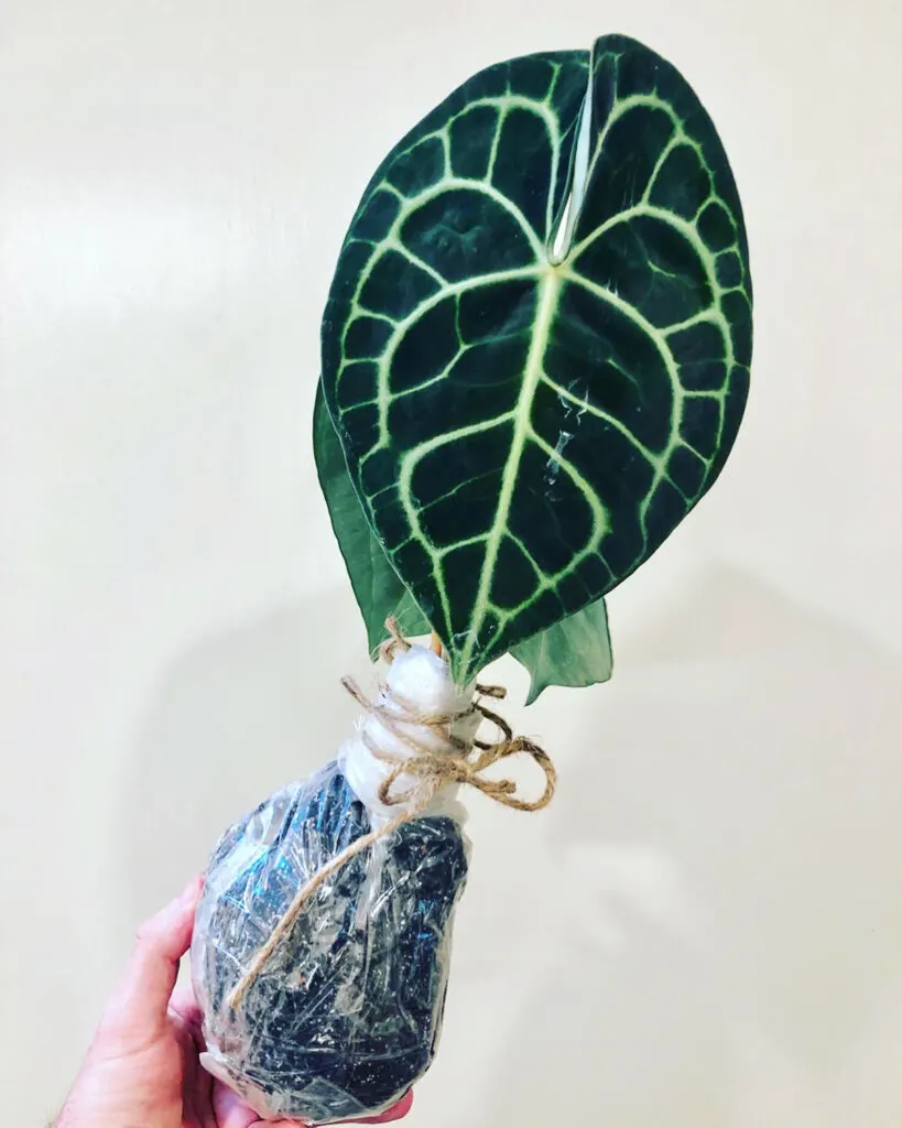 anthurium-clarinervium