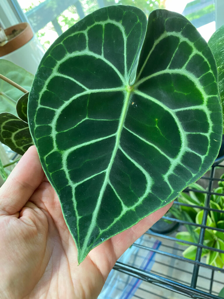 anthurium-clarinervium