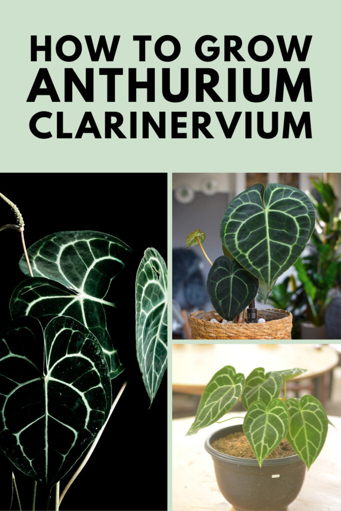 anthurium-clarinervium