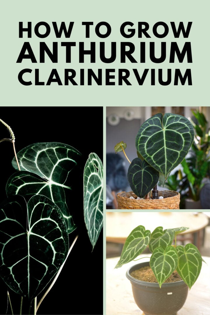 Anthurium Clarinervium 1 Secret to Growing Them