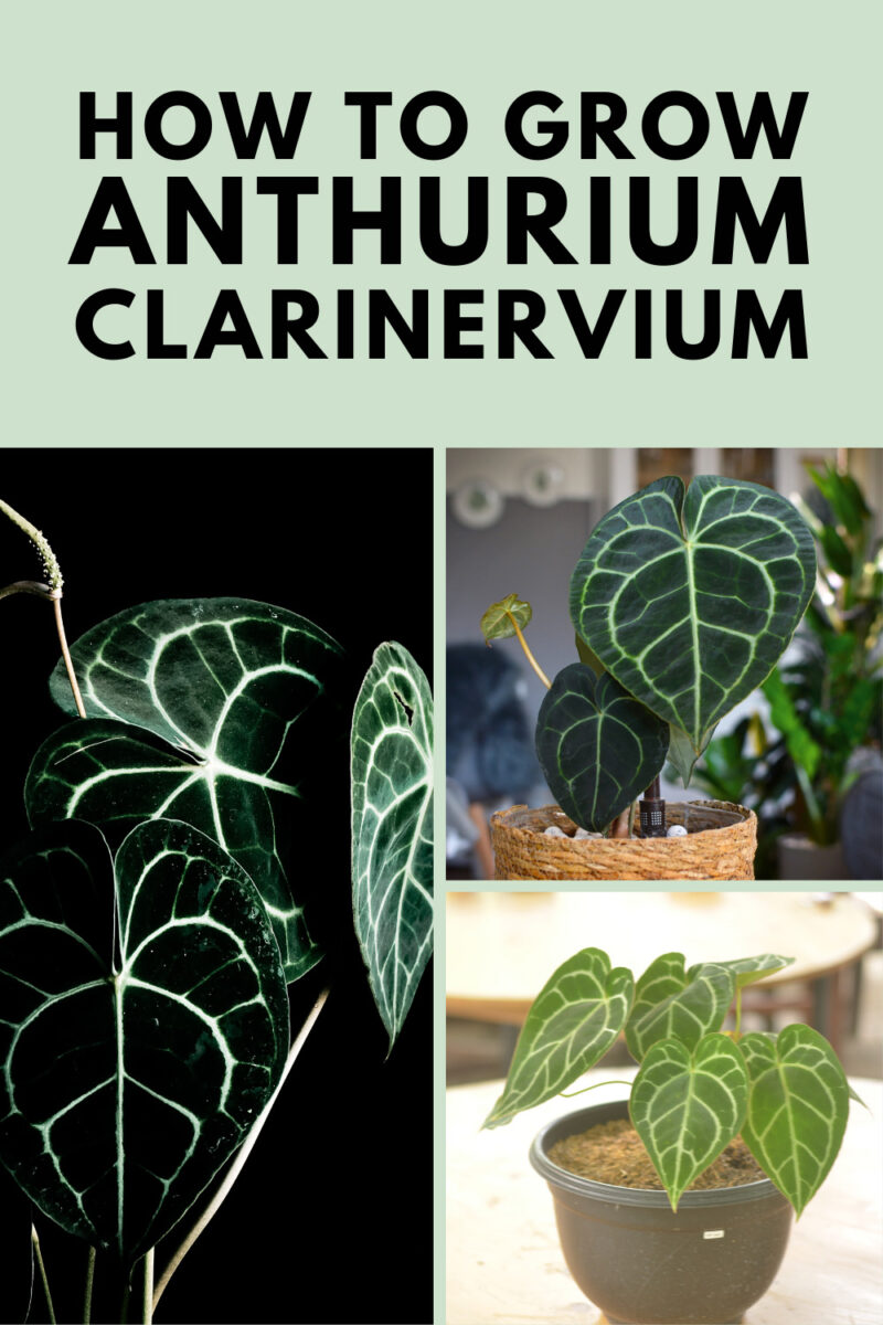 Anthurium Clarinervium 1 Secret to Growing Them