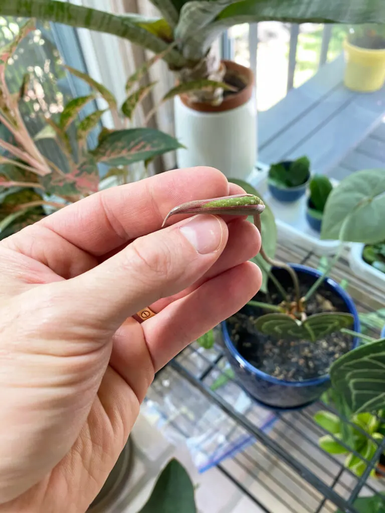 anthurium-clarinervium-flower