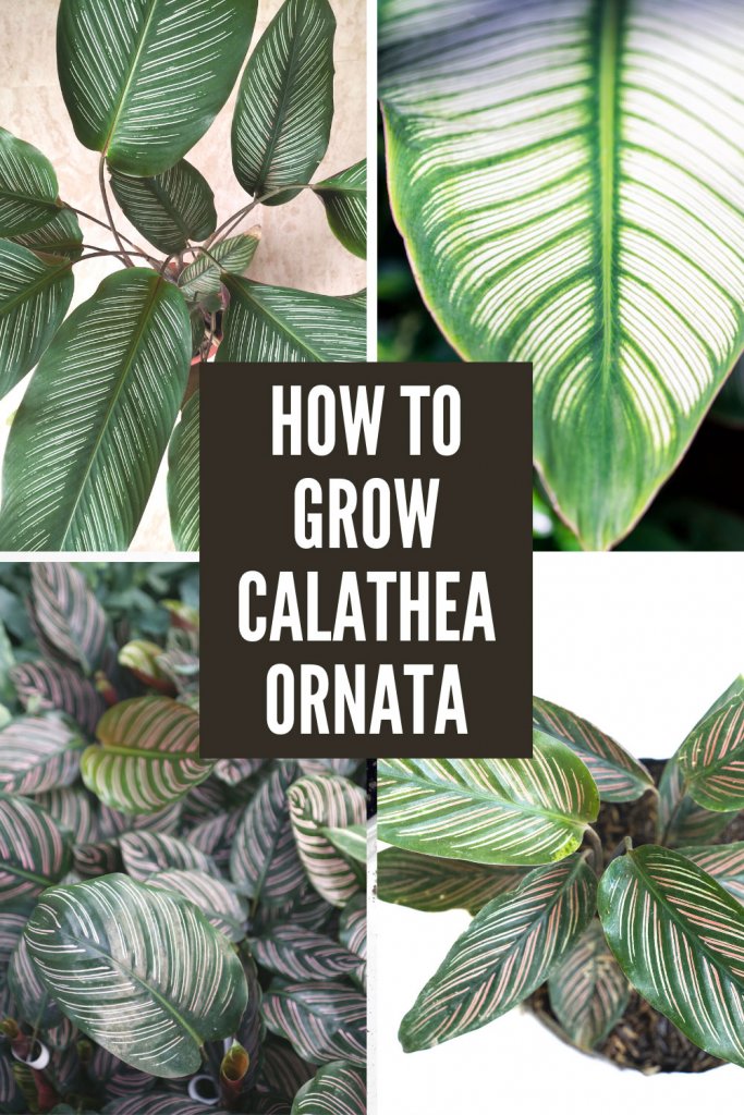 calathea-ornata