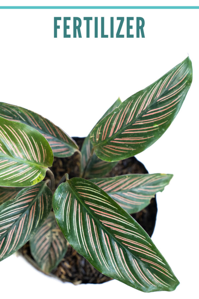 calathea-ornata-fertilizer