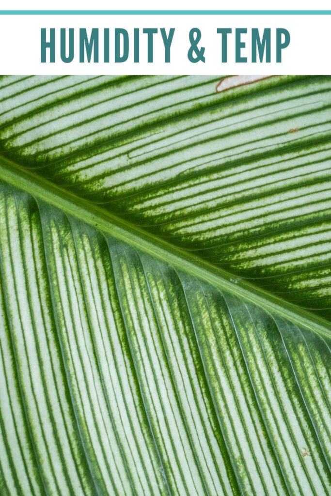 calathea-ornata-humidity-temperature