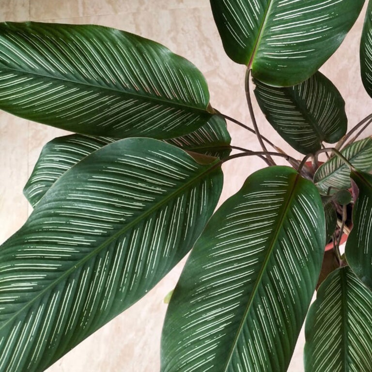 Calathea Ornata Care: 7 Essential Pinstripe Calathea Tips