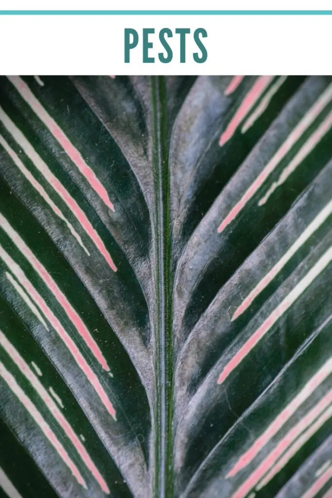 calathea-ornata-pests