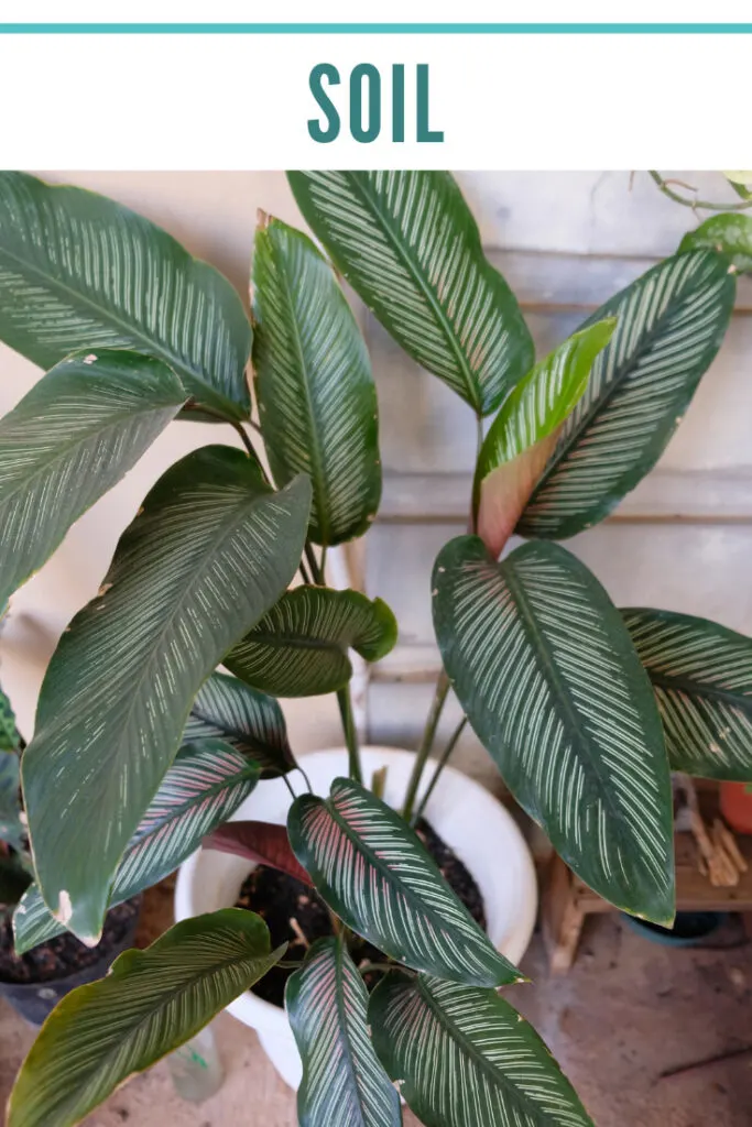 calathea-ornata-soil