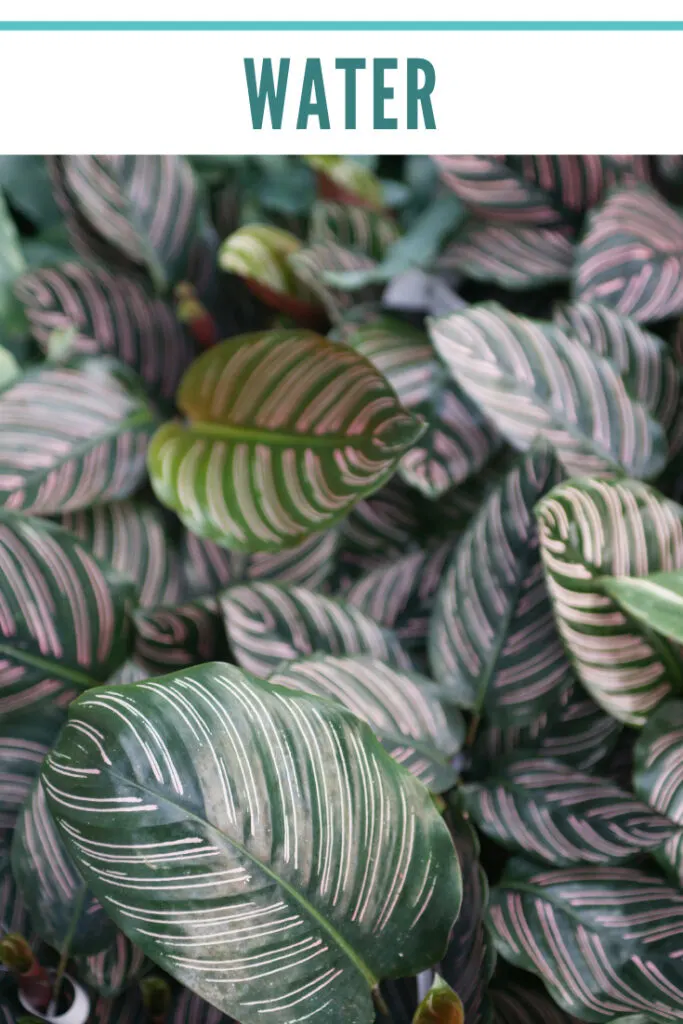 calathea-ornata-water