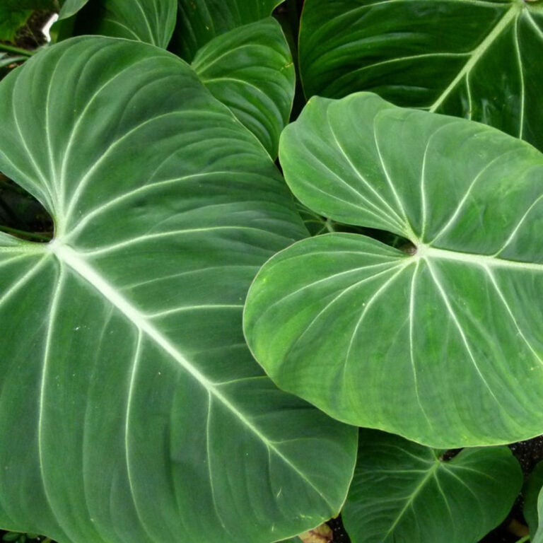 5 Care Tips for Philodendron gloriosum - + Propagation & FAQ