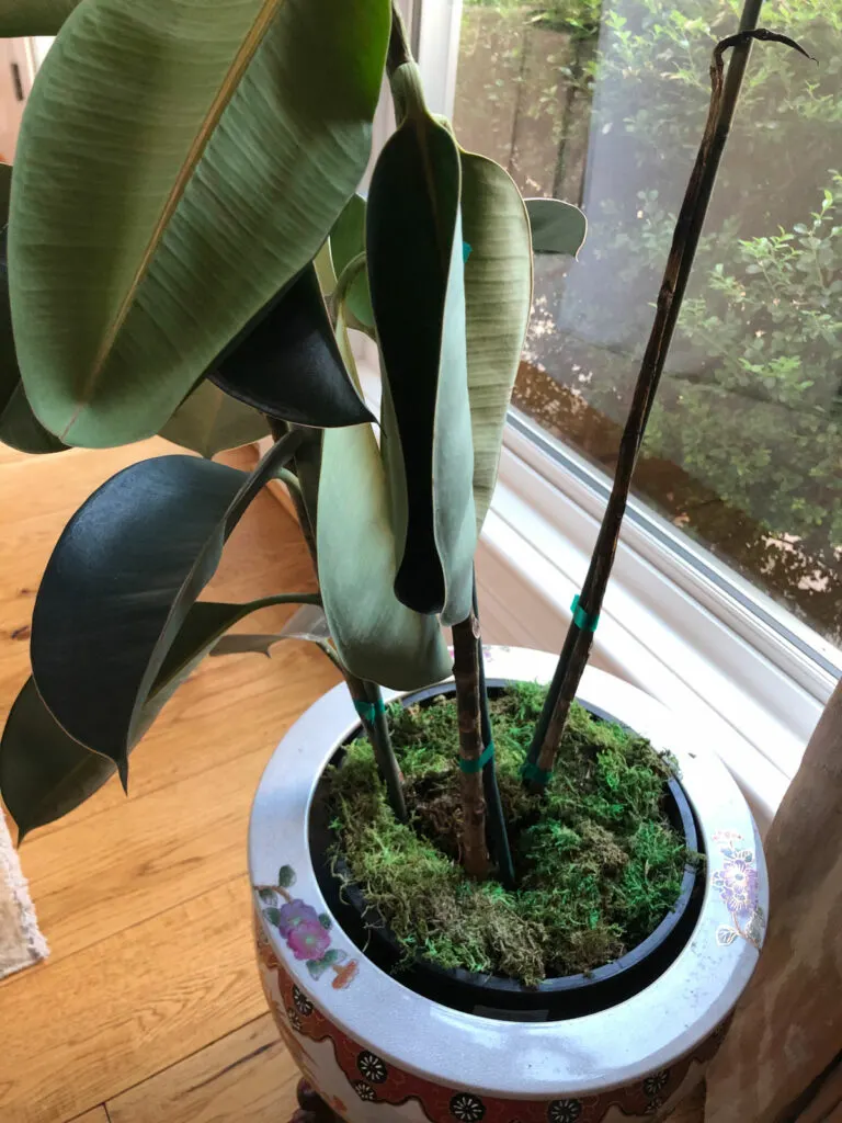 How much can I trust a moisture meter? : r/houseplants