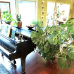 Monstera Pots: 4 Tips in Choosing the Best Pot for Monstera monstera-problems-solutions