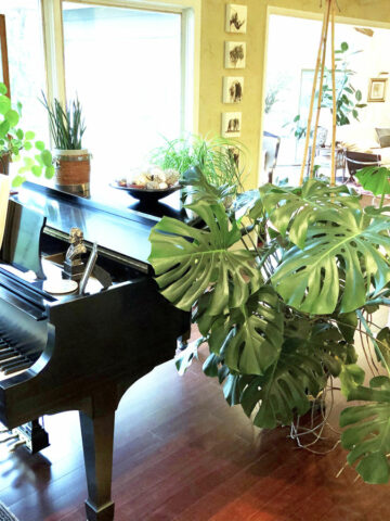 monstera-problems-solutions