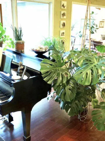 monstera-problems-solutions