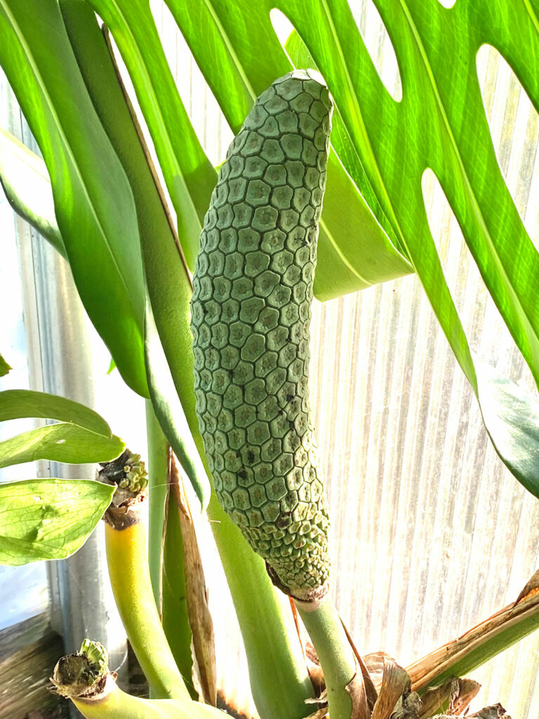 Swiss Cheese Plant Fruit Monstera Deliciosa Fruit Farming How To